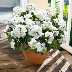HyeFlora geraniums on windowsill for a fresh look.