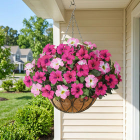 HyeFlora petunias outdoor wind demonstration showing weather-ready blooms