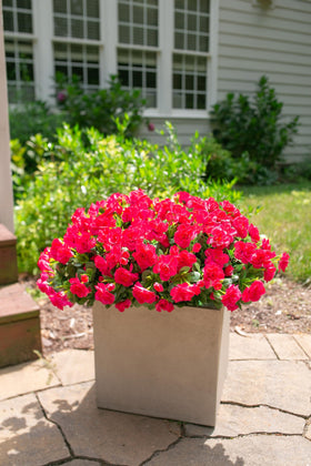HyeFlora silk camellia bundles provide year-round decorative greenery.