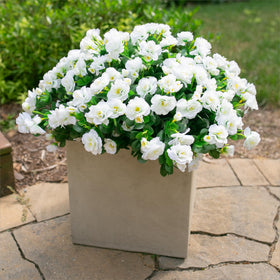 HyeFlora camellia patio arrangement for outdoors