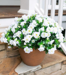 HyeFlora camellia porch display adds elegant greenery