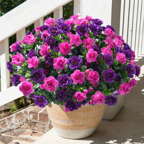 HyeFlora camellia outdoor 3-bundle display in purple and fuchsia boosts curb appeal.