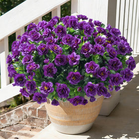 Hyeflora camellia outdoor dark purple 3-pack ready for porch display.