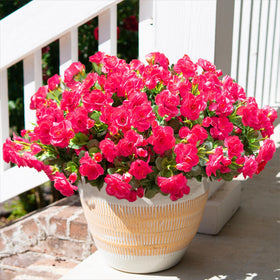 HyeFlora camellia outdoor three-bundle display stays full and vibrant year-round.