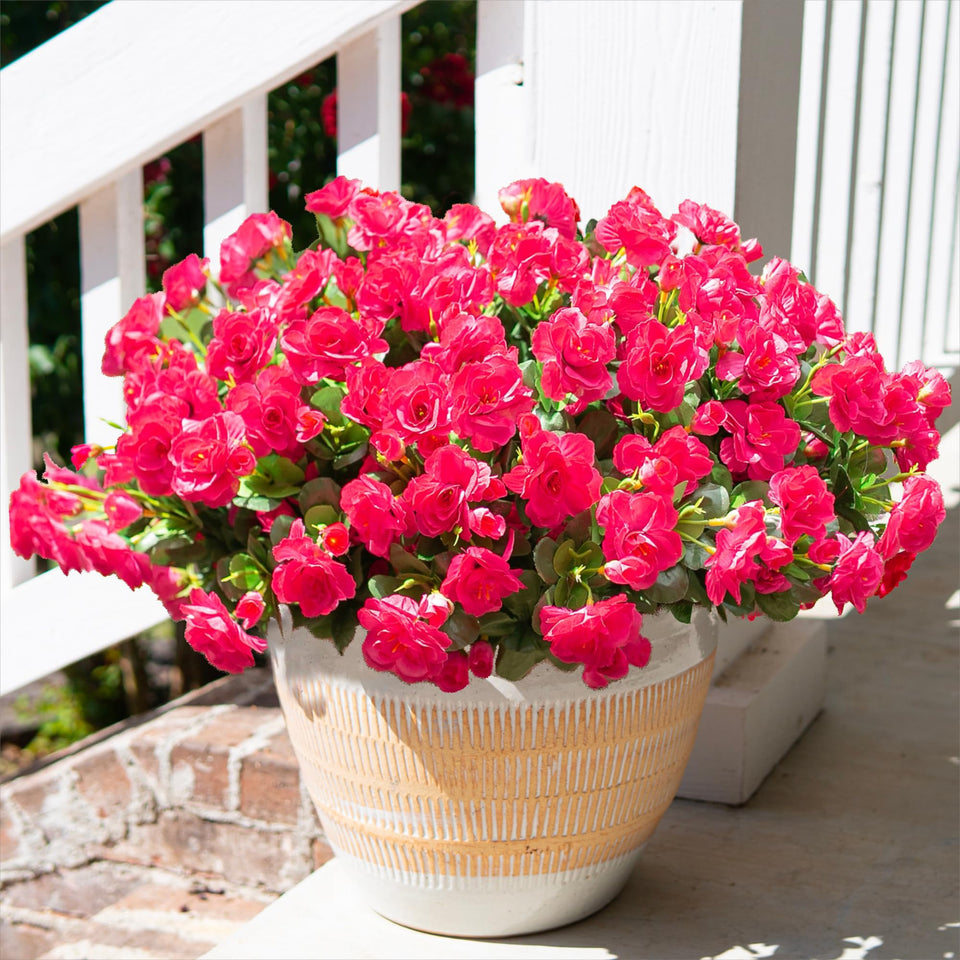 HyeFlora camellia outdoor three-bundle display stays full and vibrant year-round.