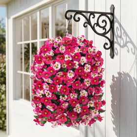 HyeFlora cascading trailing pansies create an instant hanging display