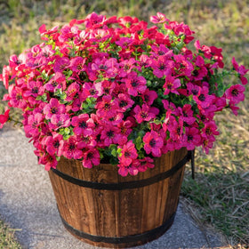Hyeflora daisy greenery arranged for porch or indoor display