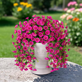 HyeFlora fuchsia hanging flowers to brighten walls and entryways.