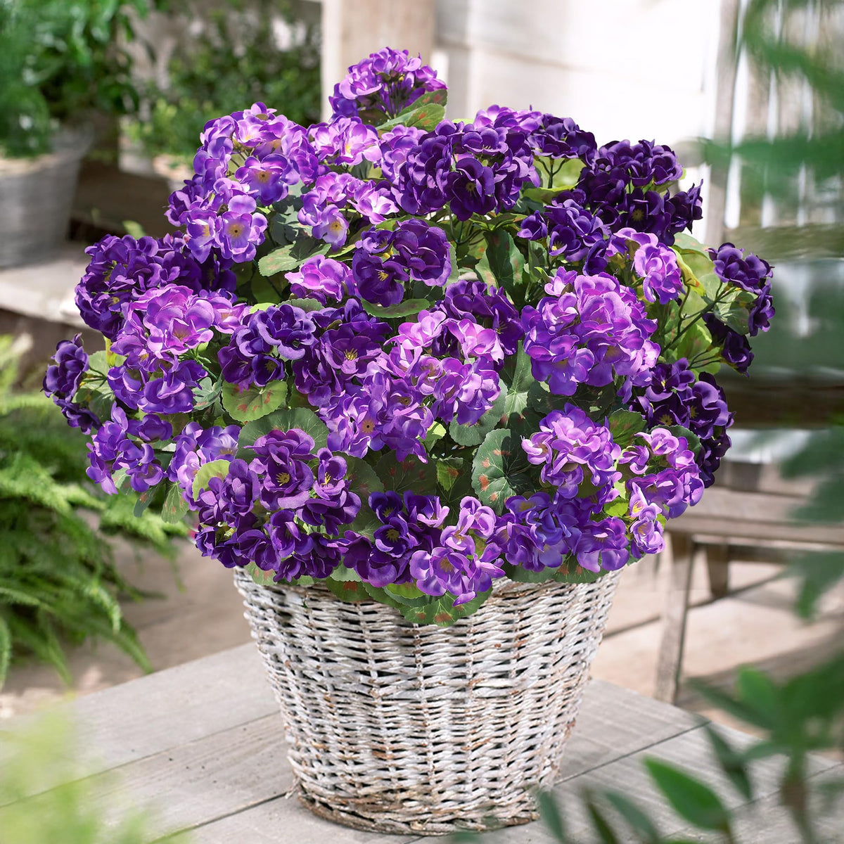 HyeFlora geraniums framing a front door for welcoming entry.