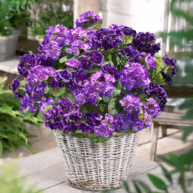 HyeFlora geraniums framing a front door for welcoming entry.