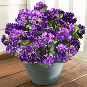 Versatile garden display using HyeFlora geraniums for year-round color.