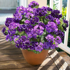 Geraniums brightening a windowsill with spring-like color.