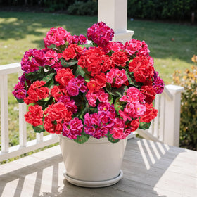 HyeFlora geraniums front door arrangement with weather-ready appeal.