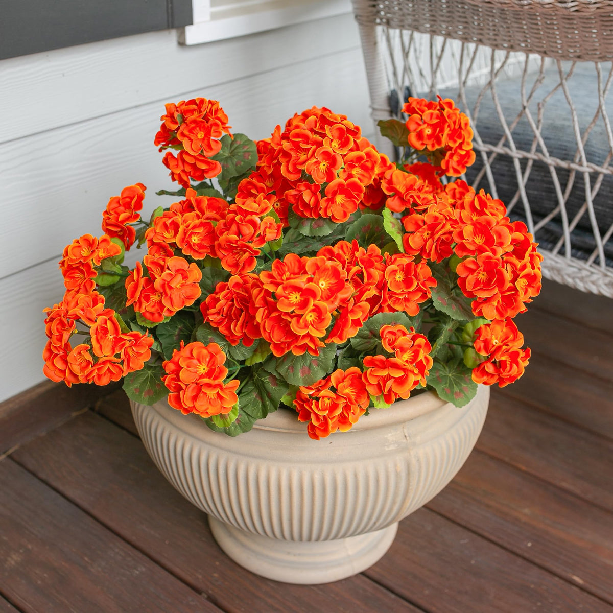HyeFlora UV-resistant outdoor geraniums stay bright without fading
