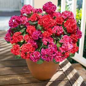HyeFlora geranium planters and patios for vibrant outdoor decor.