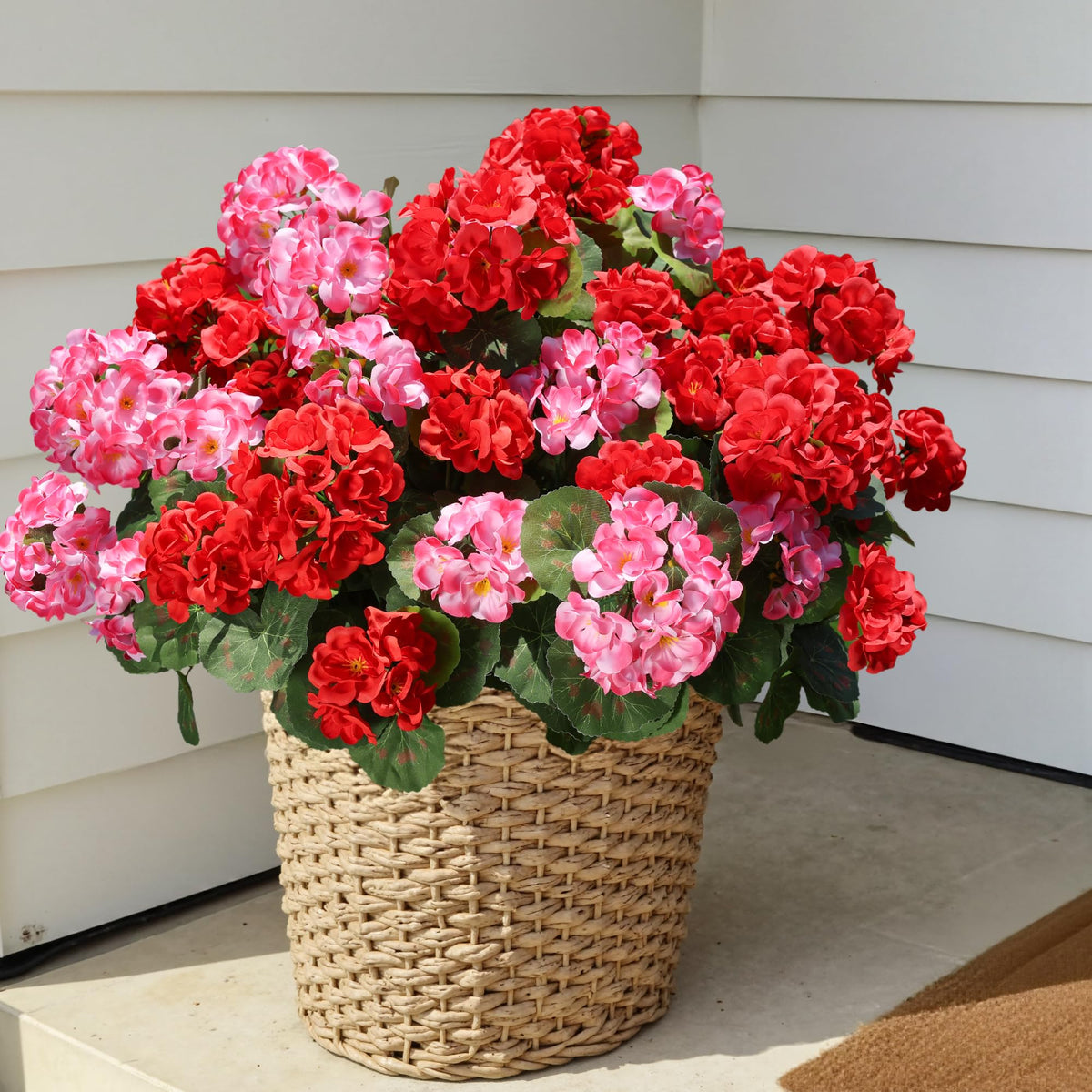HyeFlora geraniums UV resistant for outdoor weather