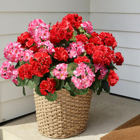 HyeFlora geraniums UV resistant for outdoor weather