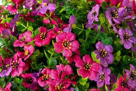 Gift-ready hanging flower basket from HyeFlora for instant greenery.