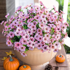 HyeFlora porch and patio decor with vivid pink flowers.