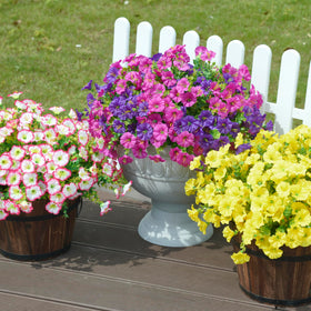 HyeFlora low maintenance outdoor flowers for easy upkeep