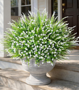HyeFlora monkey grass bundle ready for outdoor display and low-maintenance delight