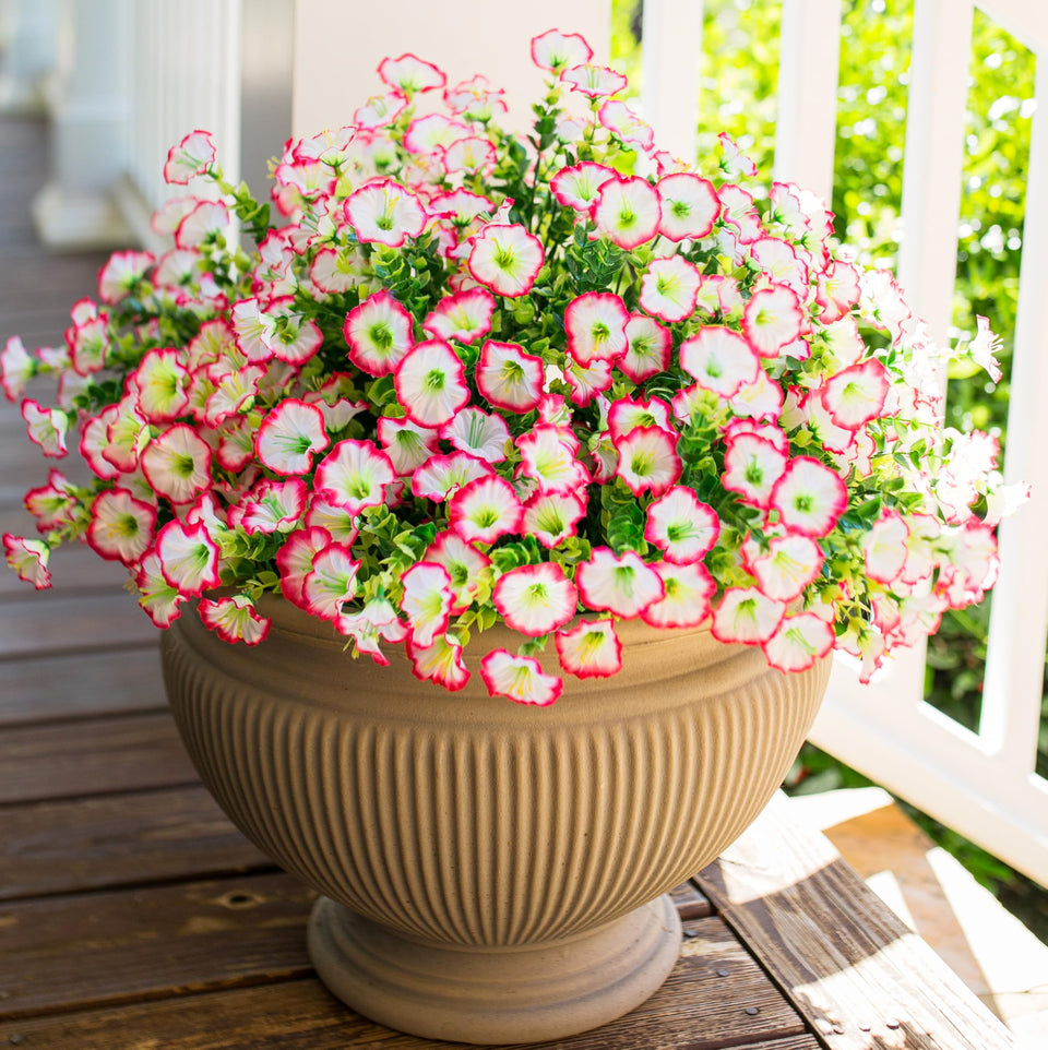 HyeFlora morning glory 12-bundle outdoor flowers for vibrant curb appeal