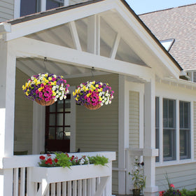 HyeFlora morning glory blooms with eucalyptus accents for balconies.