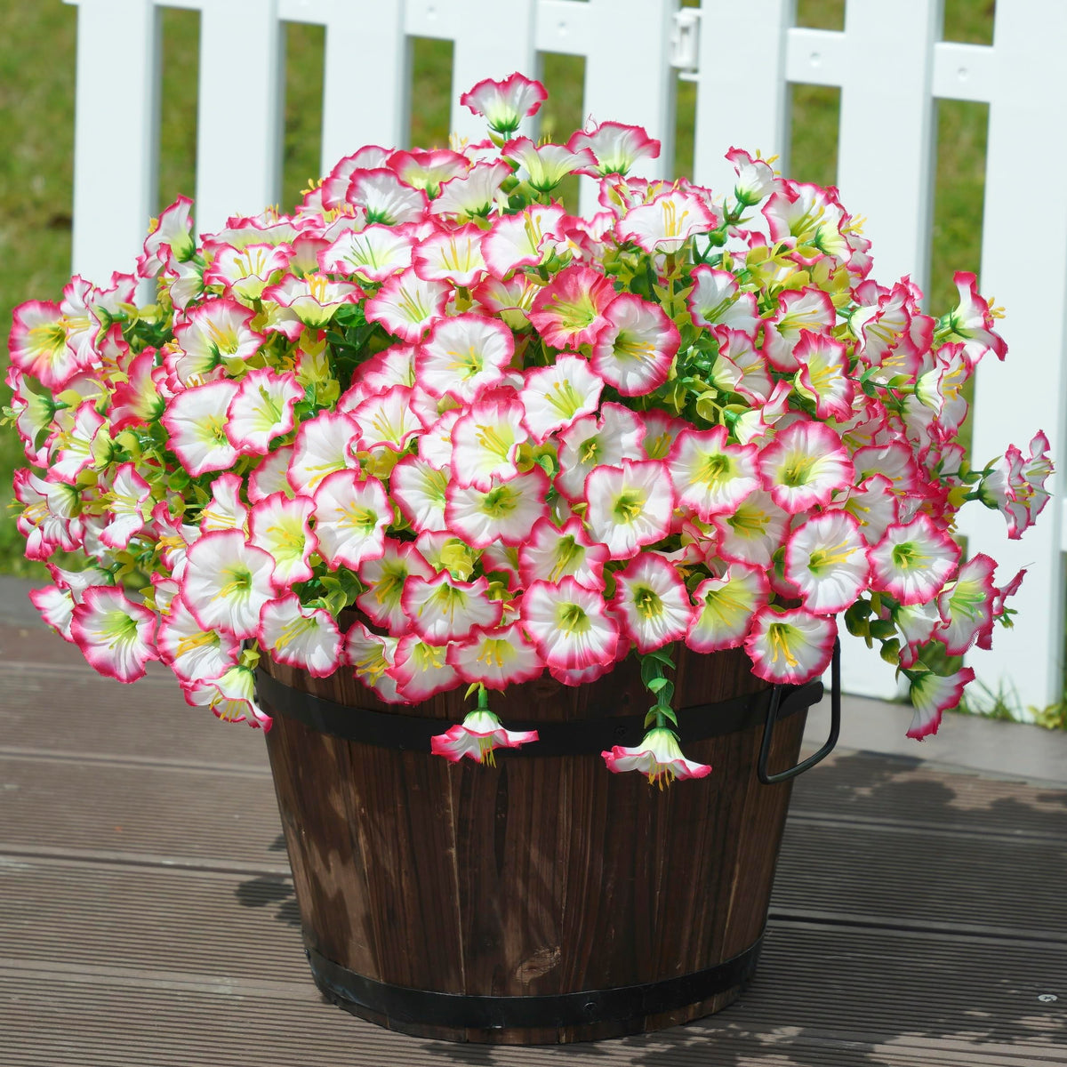 HyeFlora morning glory bundles boosting curb appeal