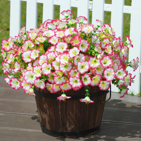 HyeFlora morning glory bundles boosting curb appeal