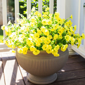 HyeFlora 12 bundles morning glory for curb appeal