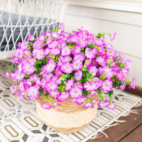 HyeFlora window box display using purple flowers to brighten spaces