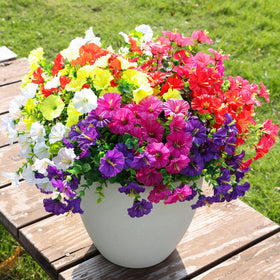 HyeFlora hot pink morning glory outdoor bundle brightening porch spaces