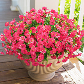 HyeFlora hot pink morning glory bundles for outdoor porches provide vibrant color