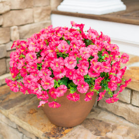 HyeFlora outdoor flower bundles create instant color without upkeep