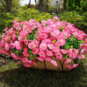 HyeFlora outdoor pink morning glory with eucalyptus for planters.