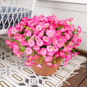 HyeFlora 12-bundle set suitable for planters and entryways.