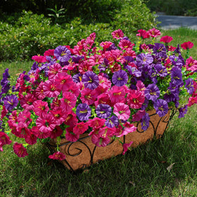 HyeFlora outdoor morning glory 12-bundle display for porch decor