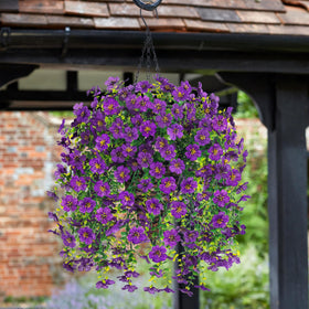 HyeFlora ideal for patios, balconies, windows, and gates.