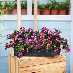 HyeFlora petunias front porch decor for welcoming outdoor space