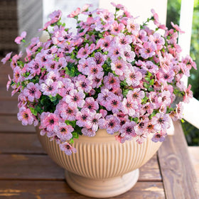 HyeFlora pink daisy bundles for year round outdoor and indoor decor.