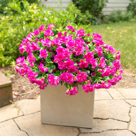 HyeFlora UV-resistant camellia blooms resist fading in sunlight