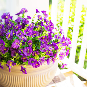 HyeFlora vibrant purple outdoor flowers ideal for gardens and patios