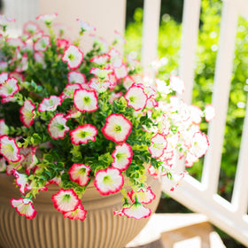 HyeFlora waterproof no fade blooms for outdoors