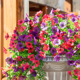 Weather-ready design helps maintain color across seasons.