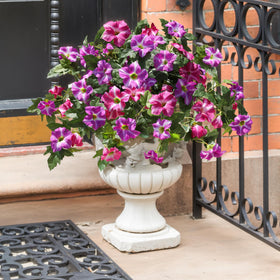 HyeFlora wedding centerpiece-ready petunias add color without upkeep.