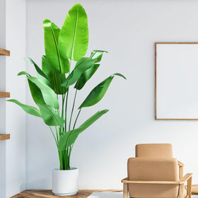 HZXGCP Bird of Paradise in living room setup demonstrates striking vertical presence.