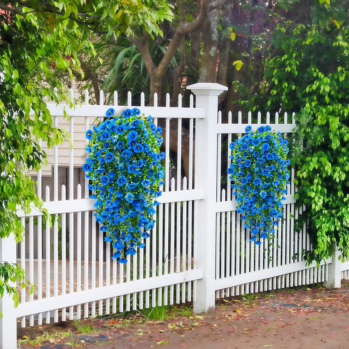 ICX Versatile blue Morning Glory hanging blooms for doors patios and planters.