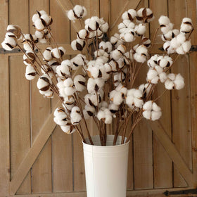 Idyllic cotton stems with 12 bolls per stem for textured farmhouse decor.