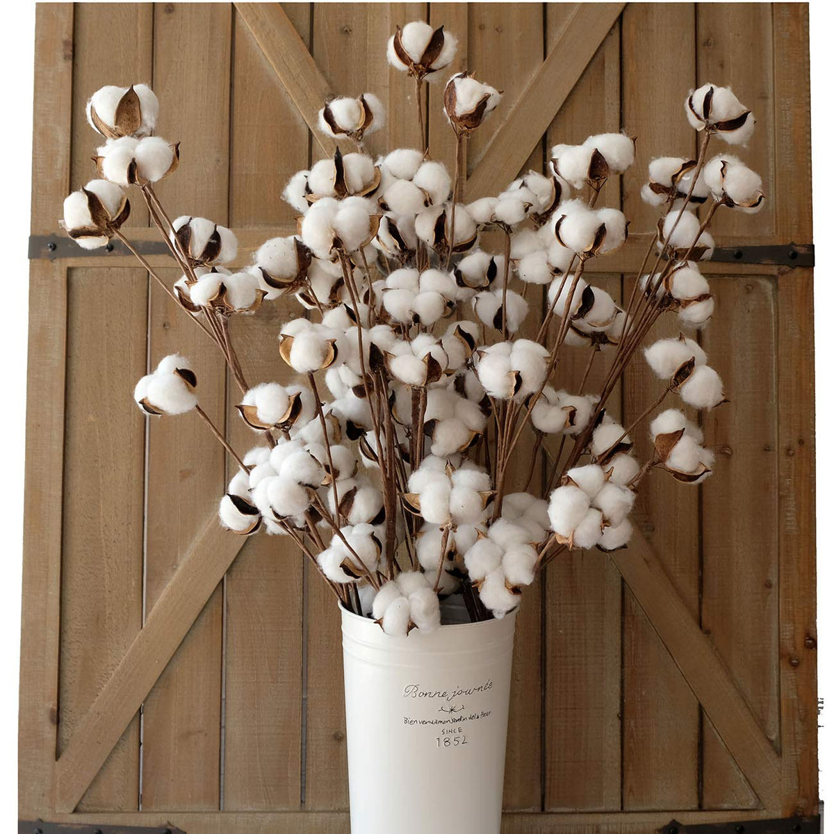 Idyllic cotton stems, 31 inches tall, ideal for tall vases and rustic displays.