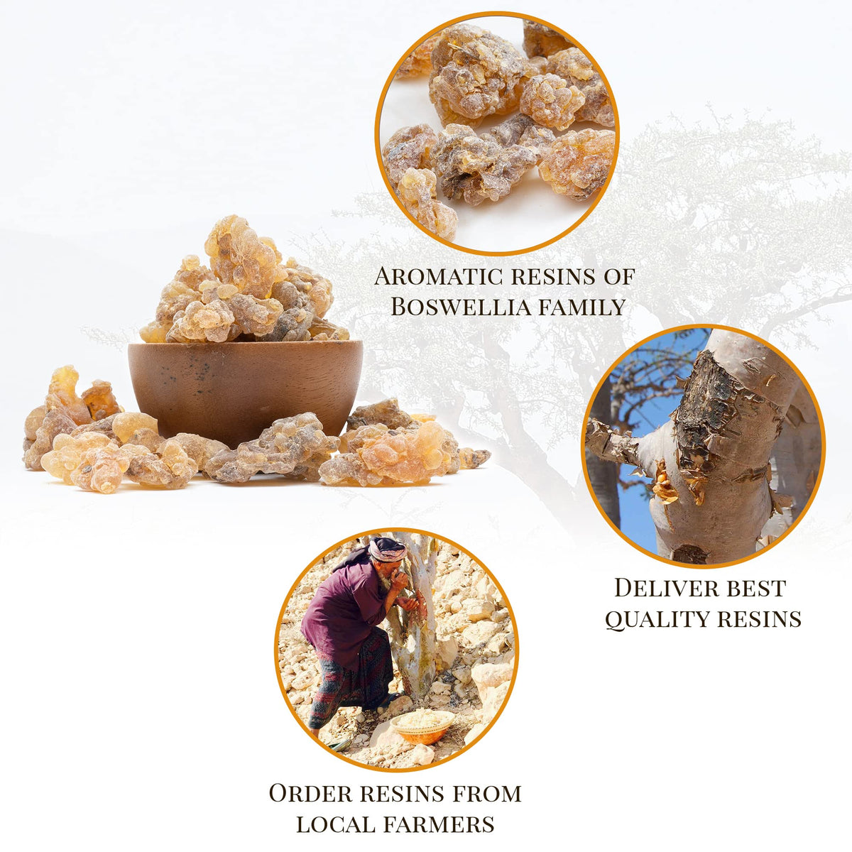 Igneous Frankincense resin, fresh harvest 2025, delivers a rich, resinous aroma.